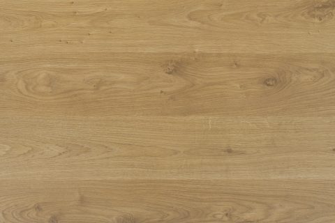 Dąb Minesota ciepła