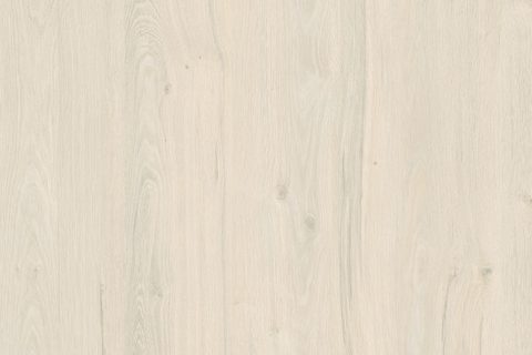 Dąb Coastland Biały