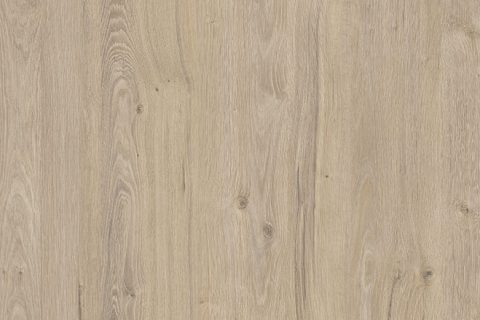 Dąb Coastland Szampański