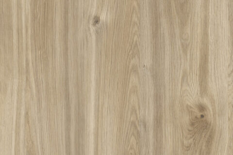 Dąb Castello Miodowy