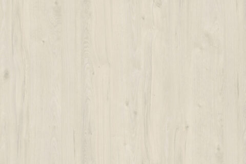 Dąb Coastland Biały