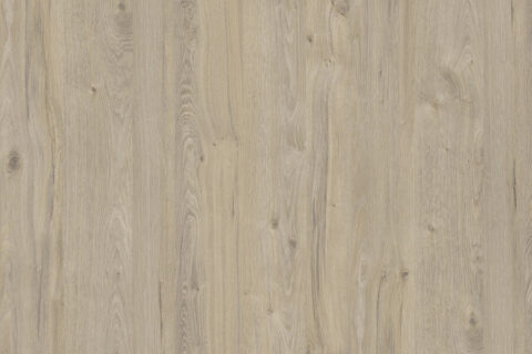 Dąb Coastland Szampański