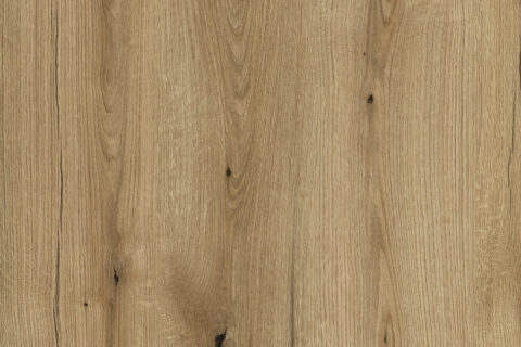 Dąb Evoke Przybrzeżny