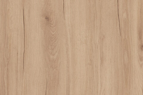 Dąb Hudson Biszkoptowy